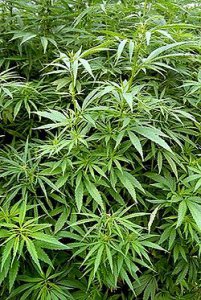 大麻-Cannabis_sativa.jpg