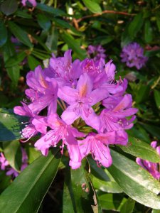 Rhododendron02.jpg
