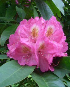Rhododendron03.jpg