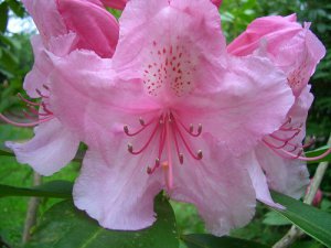 Rhododendron04.jpg