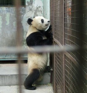 0004-06=关起来的熊猫.jpg