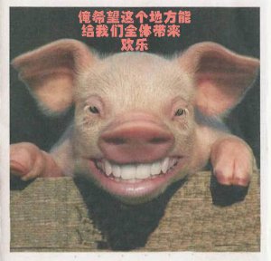猪.jpg