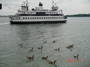 安湖的鸭子和船.JPG
