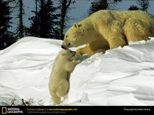 polar-bear-coaxing-baby.jpg