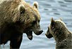 grizzly-bear-cubs.jpg