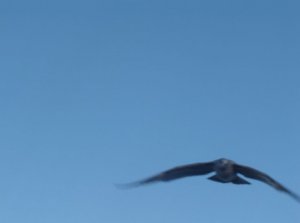 翱翔的海鸥.JPG