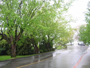 5月20日大雨滂沱 111.jpg