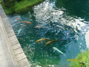 游植物园-日本园小溪里的鱼1.jpg