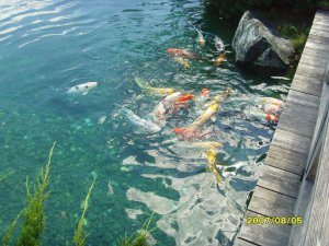 游植物园-日本园小溪里的鱼2.jpg