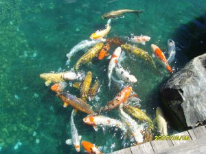 游植物园-日本园小溪里的鱼3.jpg