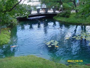 游植物园-日本园小桥流水2.jpg