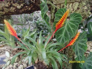 游植物园-热带植物2.jpg