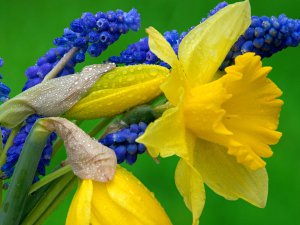 Daffodils_and_Hyacinth_RdMXVcFvtZhe.jpg