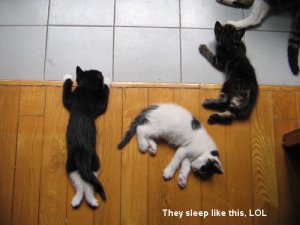funny_sleeping_positions.jpg
