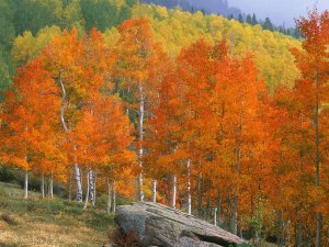 Fall_Aspens_Owl_Creek_Pass_Colorado_nunSjpKg7xKL.jpg