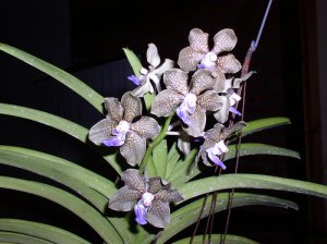 Orchid01.jpg