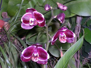 Orchid02.jpg