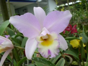 Orchid03.jpg