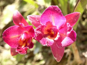 Orchid05.jpg