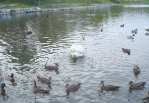Duck Swan.jpg