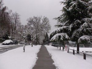雪中路两侧.jpg
