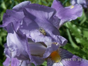 紫花上的文静苍蝇.JPG