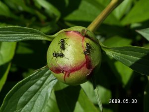 花苞上的蚂蚁.JPG