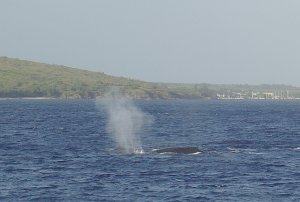 05 whales 30000kg heart 160 kg.jpg